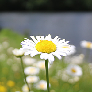 Photography at Northmoreland Park