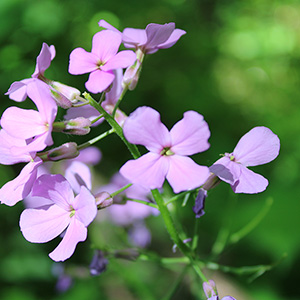 Photography at Northmoreland Park