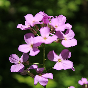 Photography at Northmoreland Park